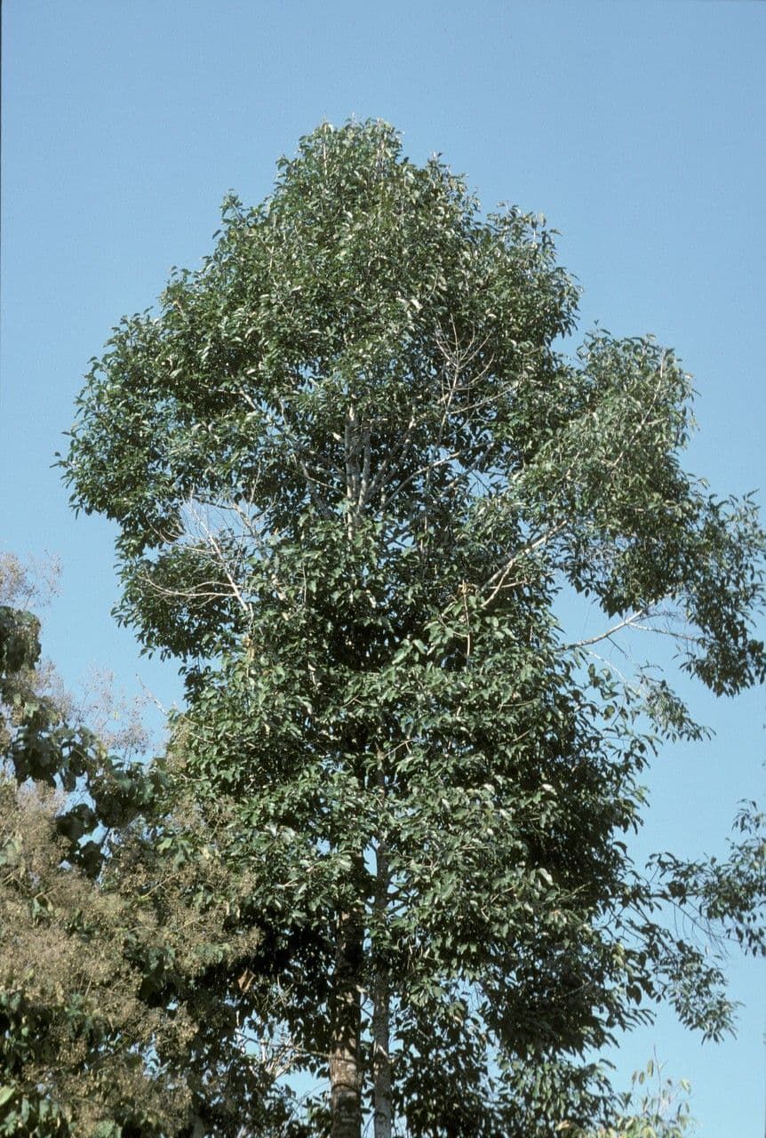 Dipterocarpus 4