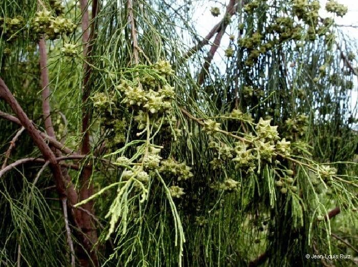 Gymnostoma 6