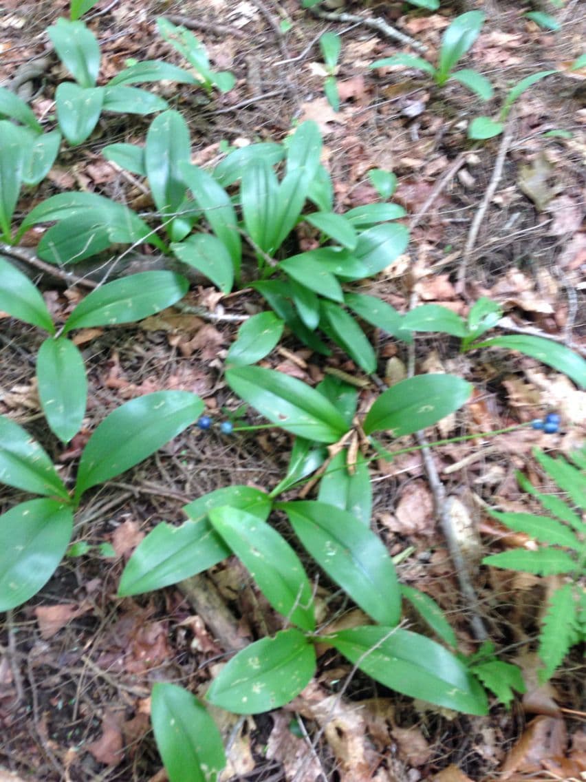 Clintonia boreale 12
