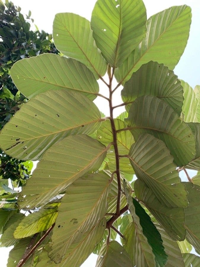 Dipterocarpus 5
