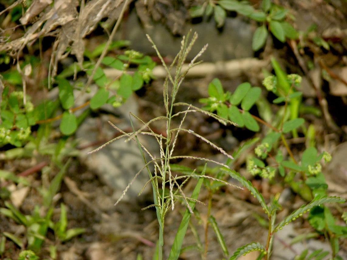 Leptochloa ruvida 2