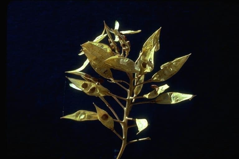Phoenicaulis 2