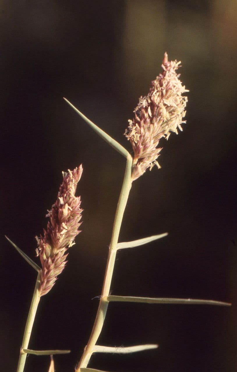 Sporobolus 16