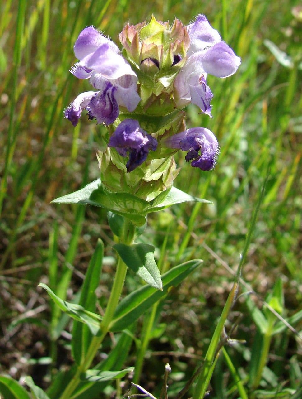 Prunella 8