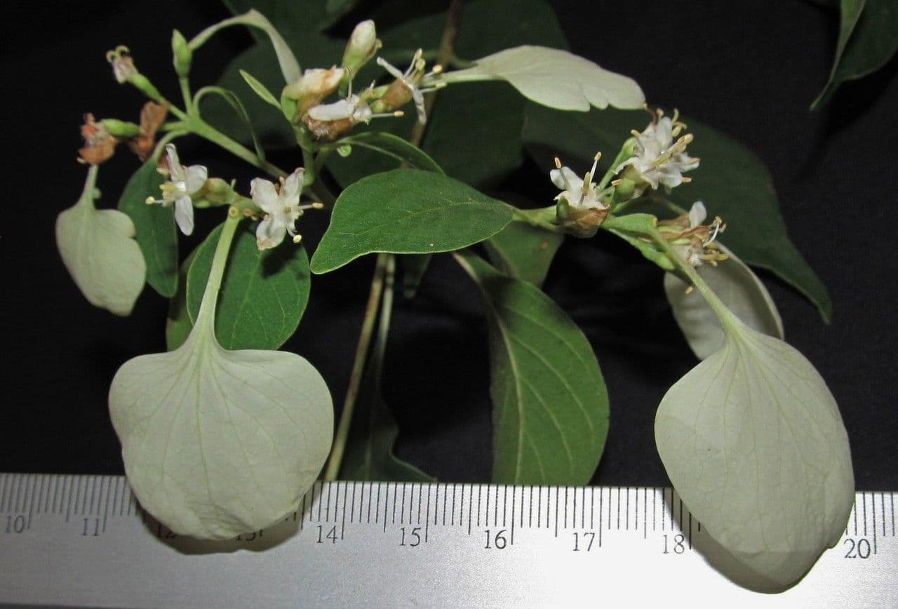 Calycophyllum 19