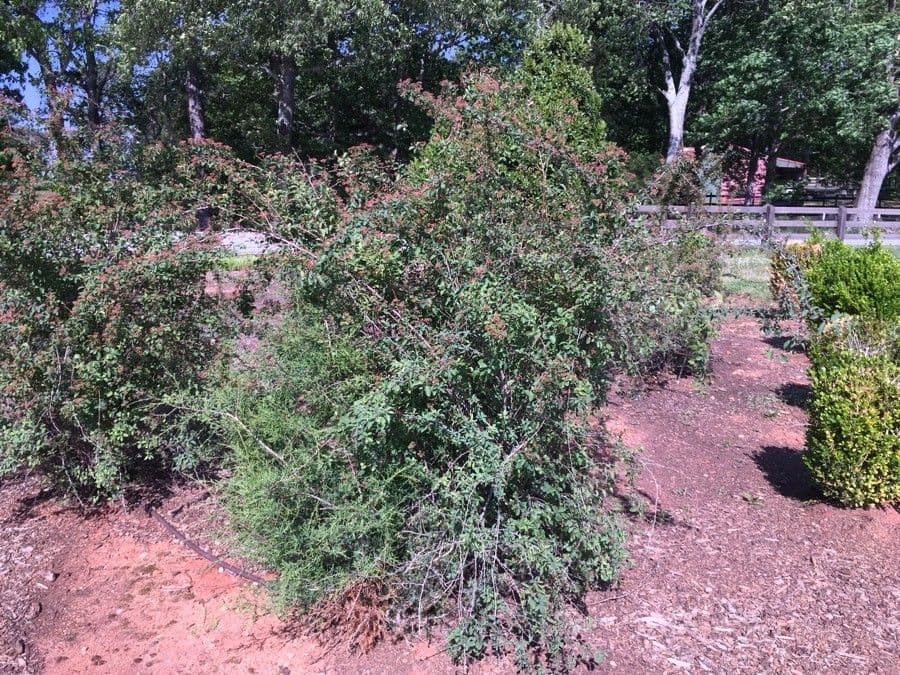 Ceanothus 2