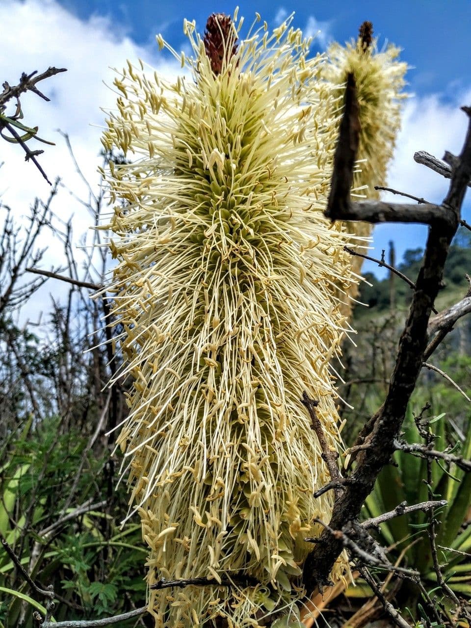 Agave 2