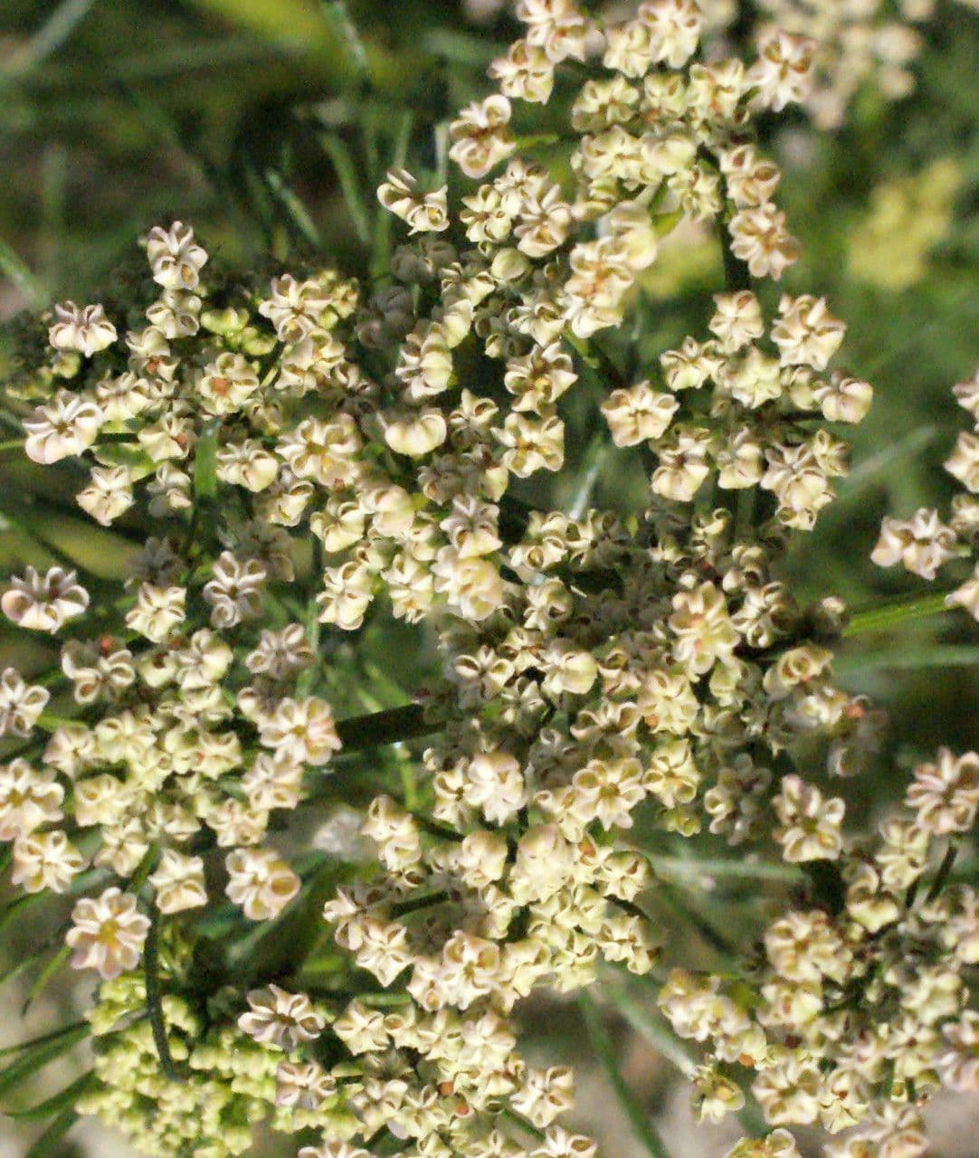 Kreuzkümmel 6