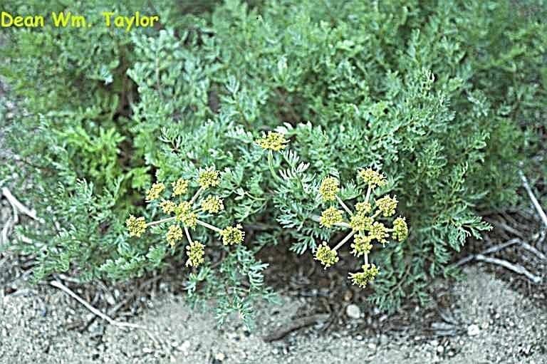Tauschia 9