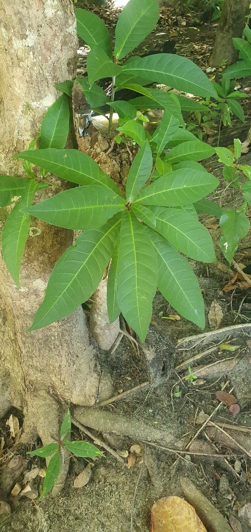 Barringtonia 13