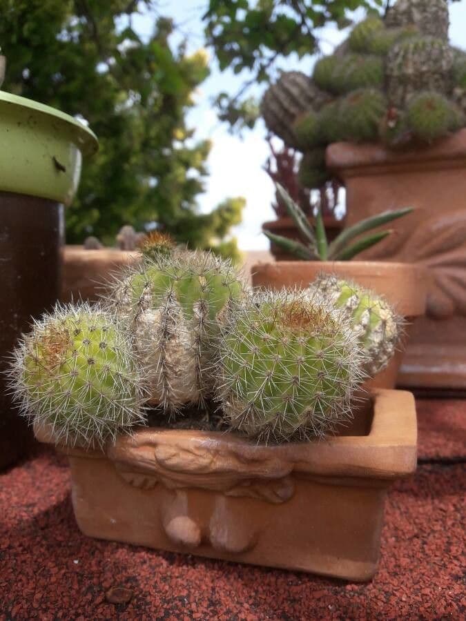 Igel-Grasbeutel 8