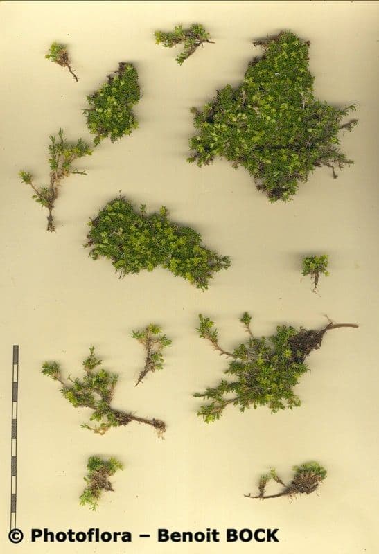 Minuartia sedoide 22