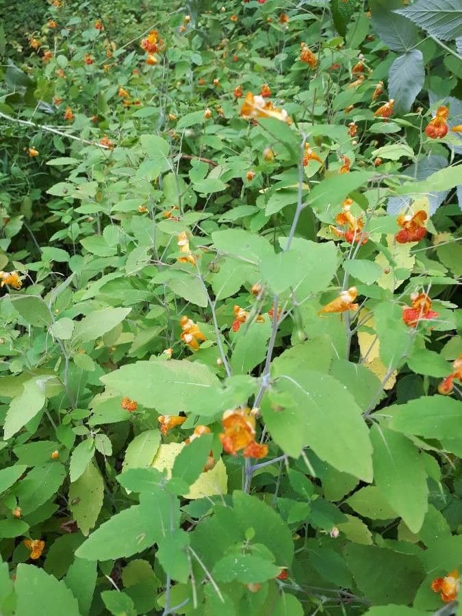 Orangerotes Springkraut 29