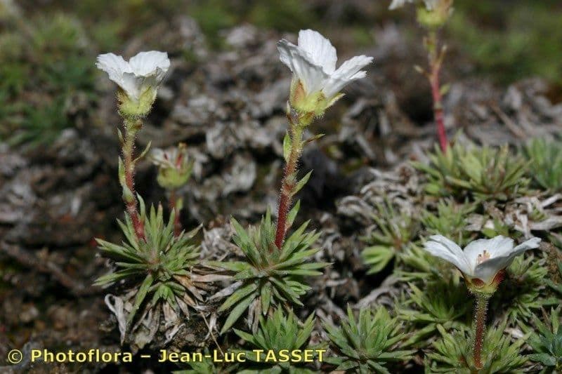 Sassifraga di Burser 7