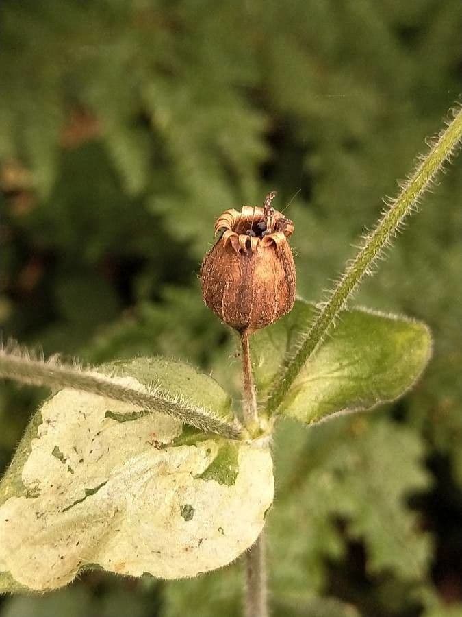 Silene dioica 3