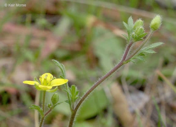 Tropidocarpum 9