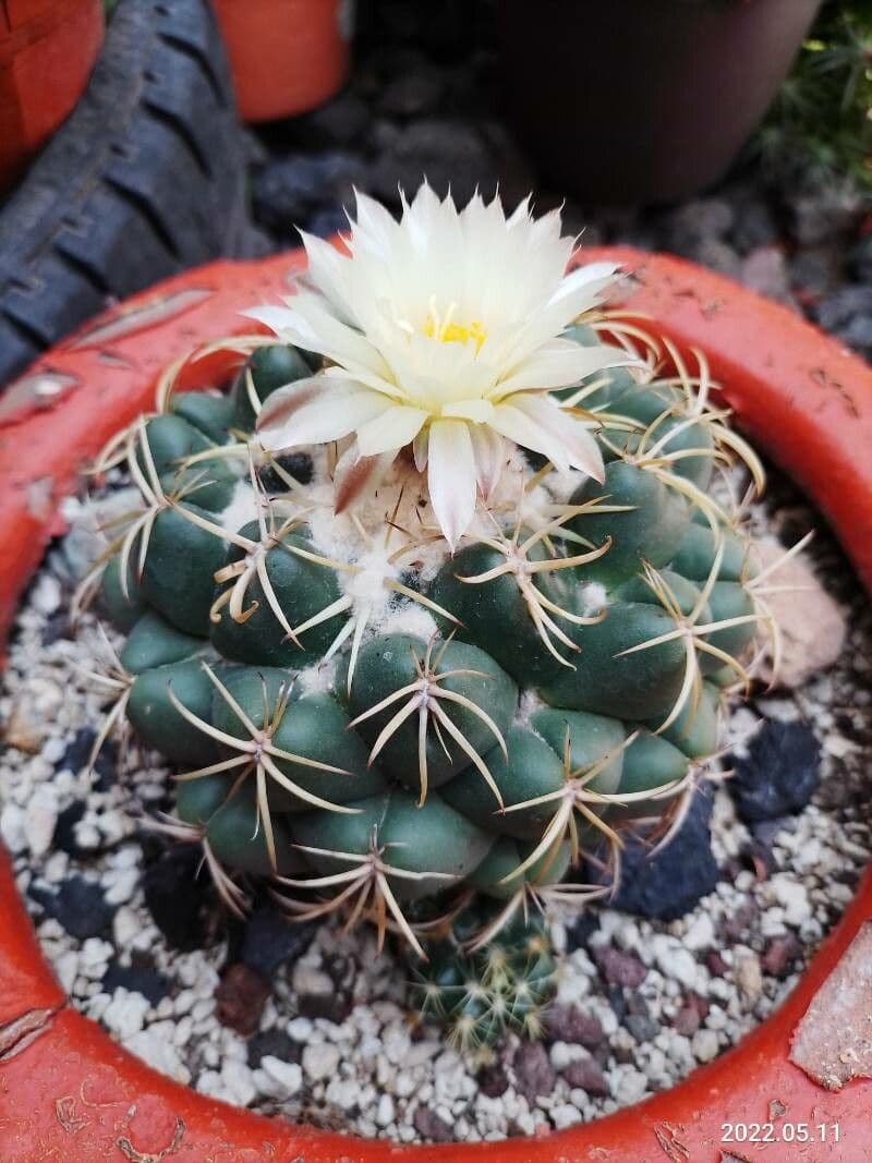 Elephant's tooth 15