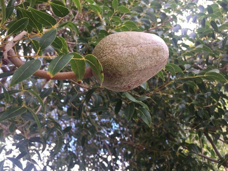 Mogano 3