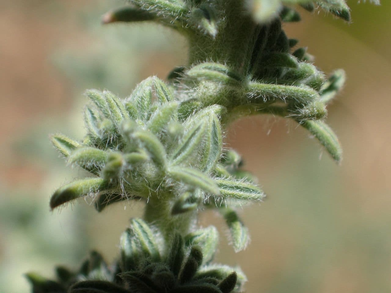 Adenocarpus viscoso 11