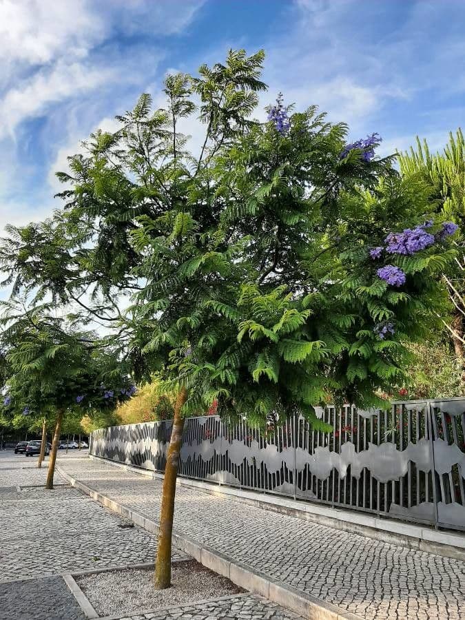 Jacaranda 14