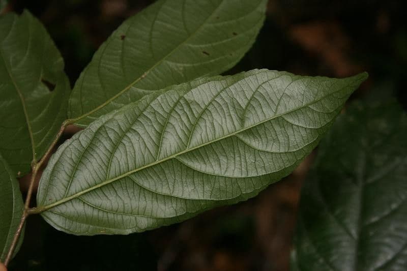 Ampelocera edentula 5