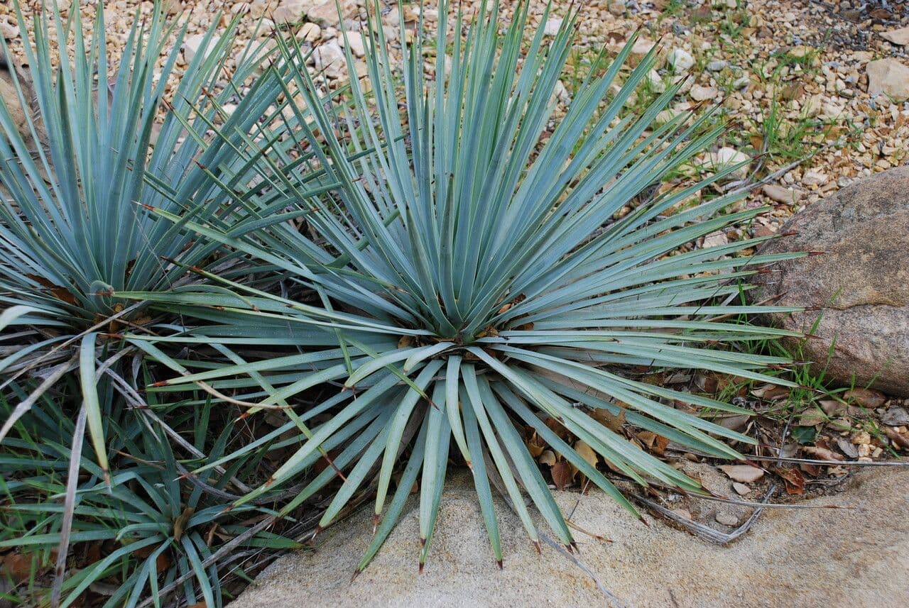 Whipples Yucca 15