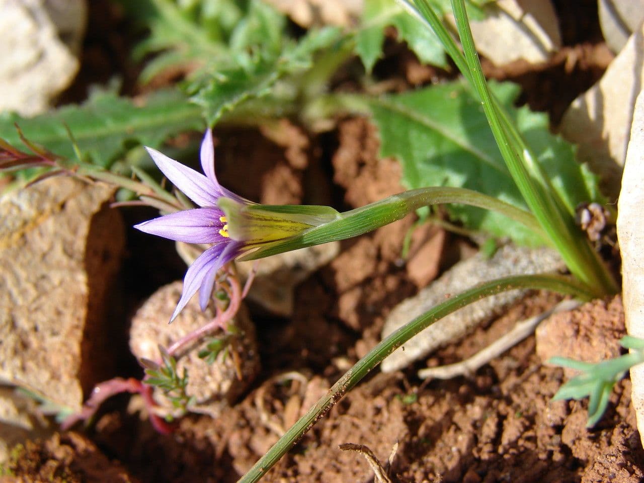 Romulea 14