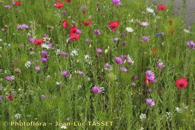 Immortelle annuale 9