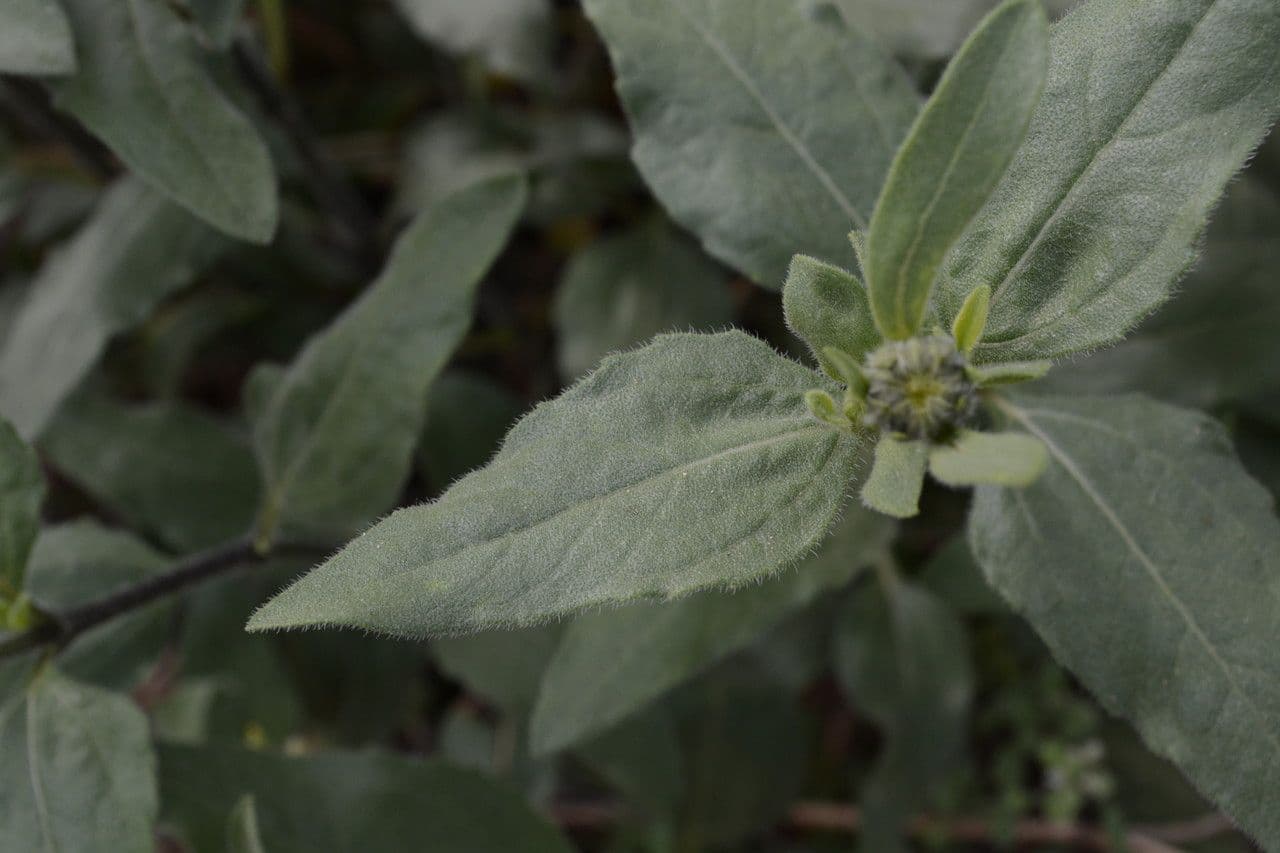 Girasole nano 8