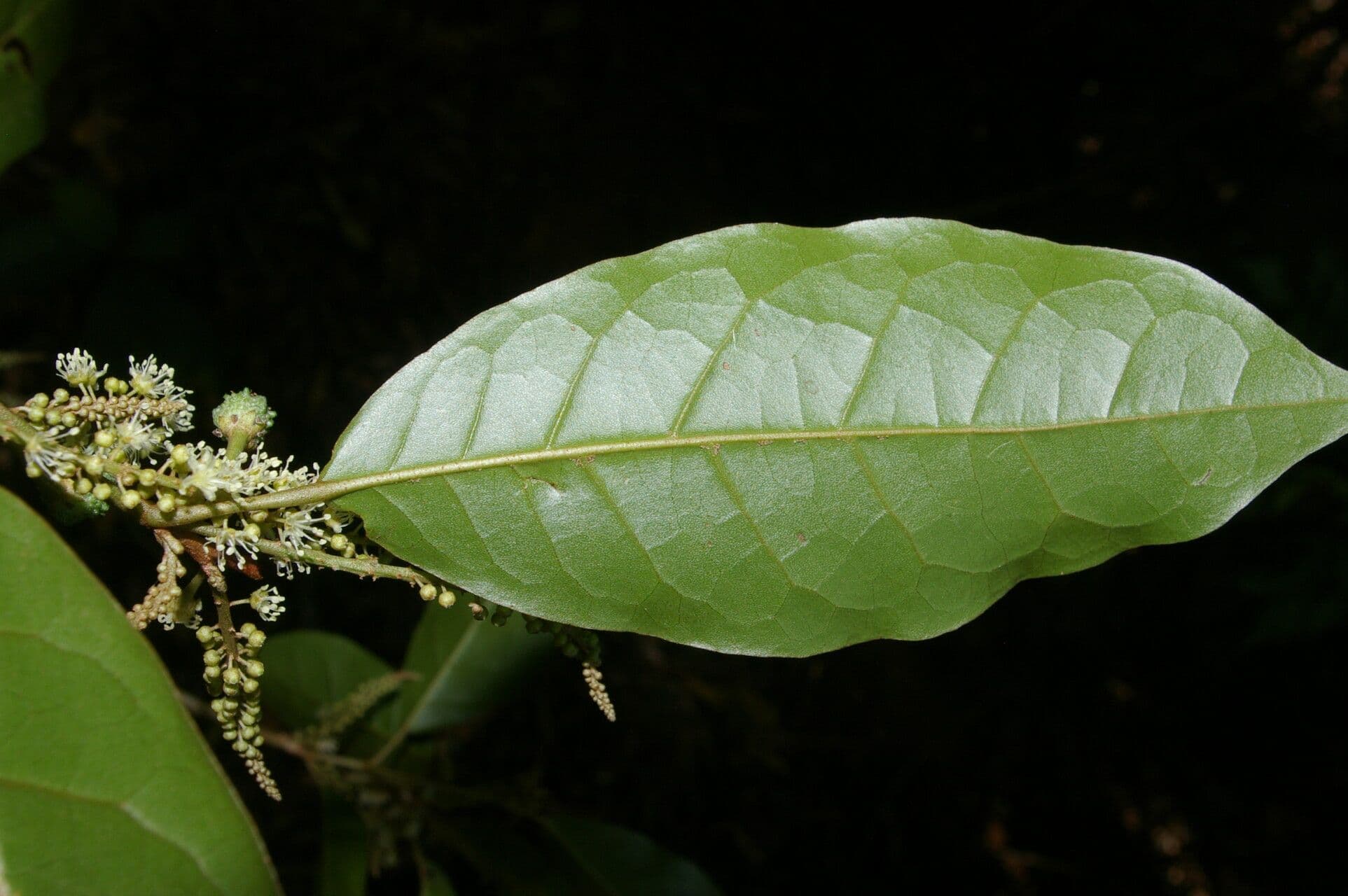 Croton 14