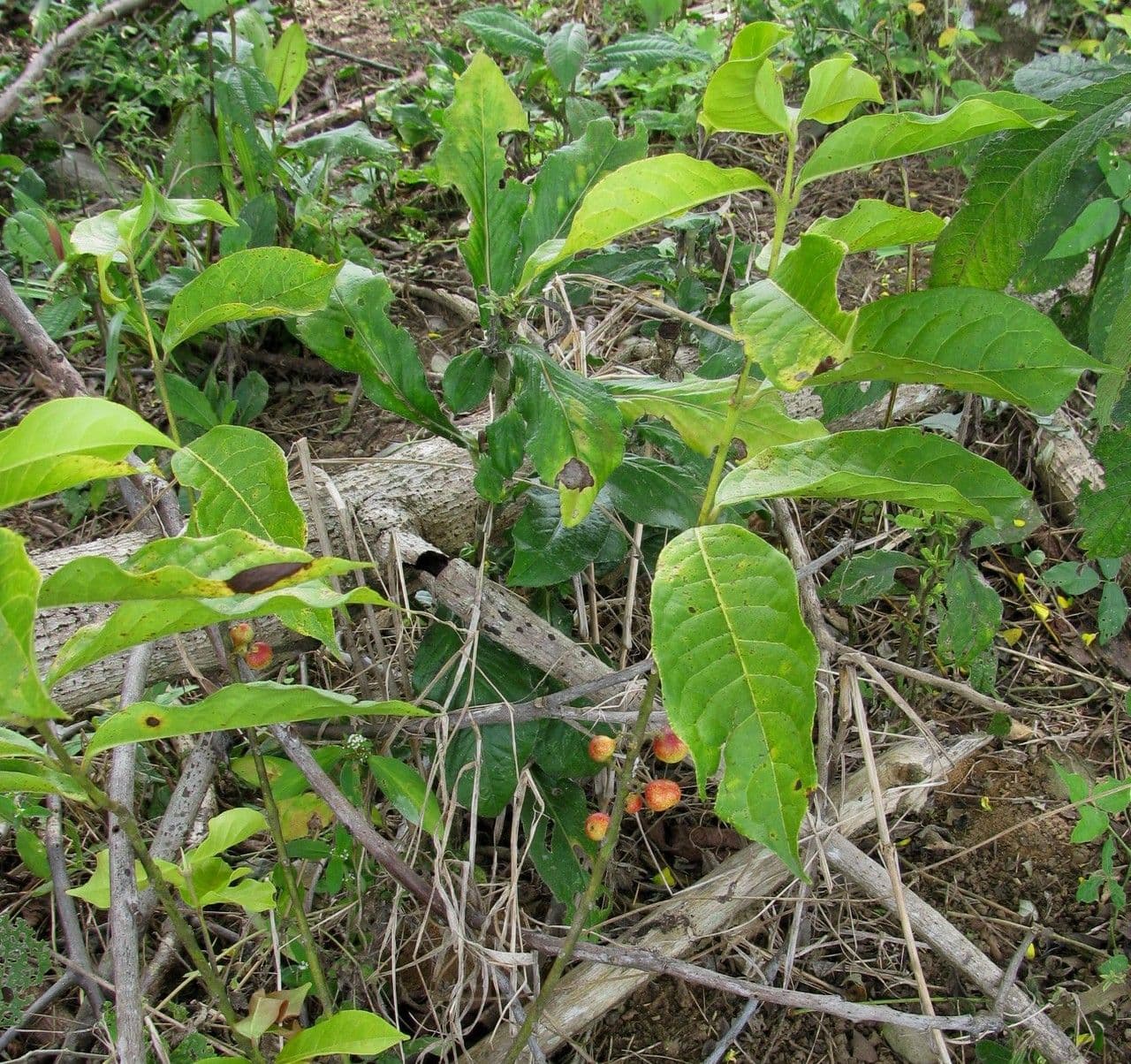 Siparuna 10