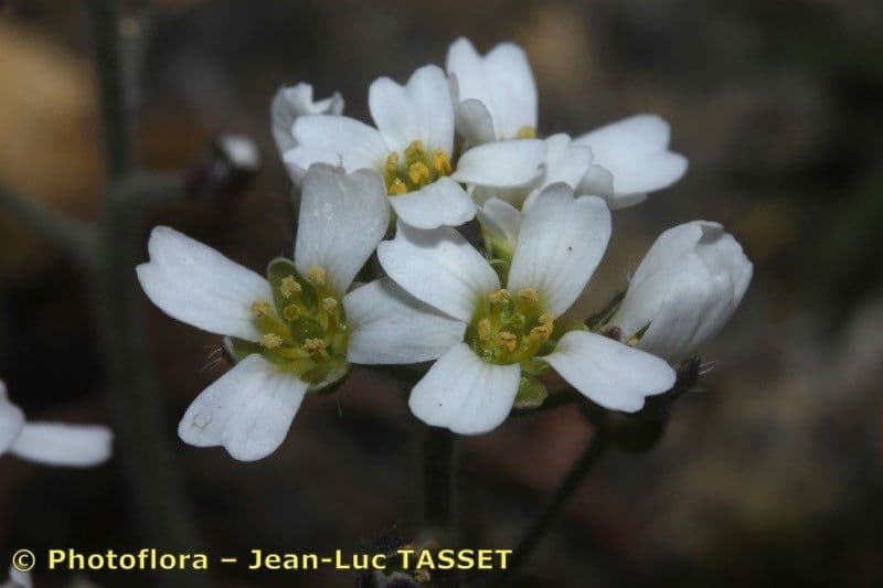 Draba dedeana 3