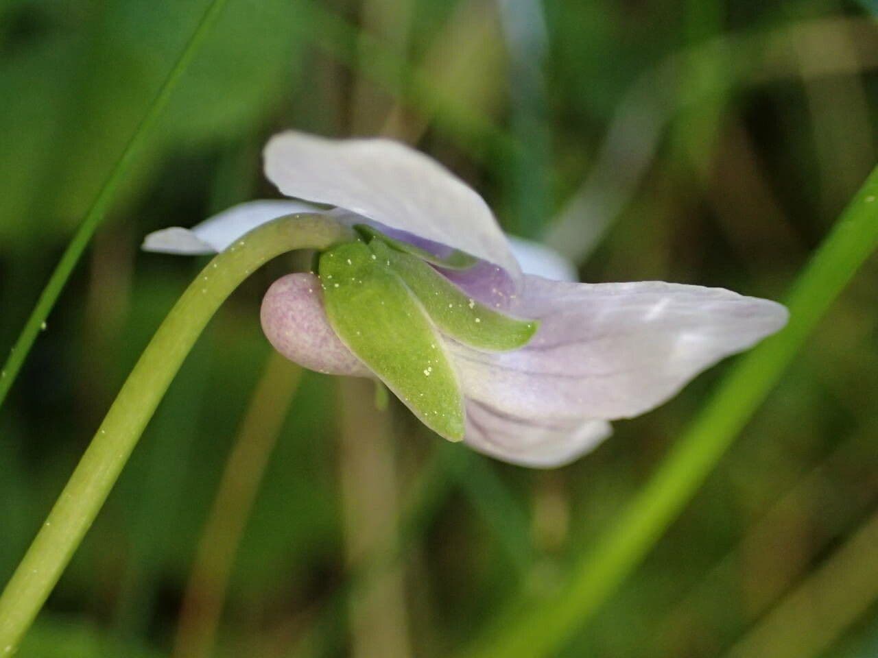 Viola palustre 6