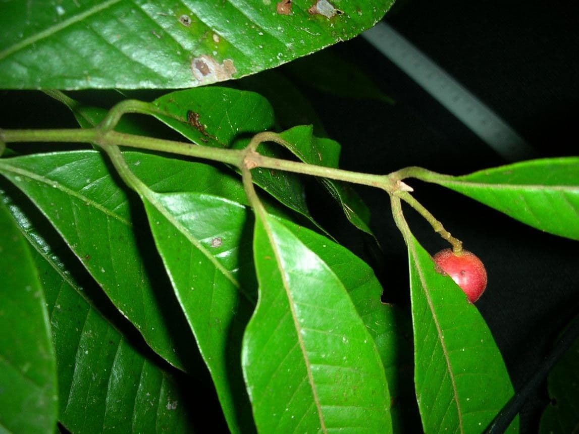 Myrcia 4