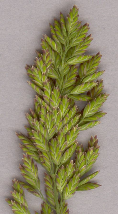 Fienarola compressa 3