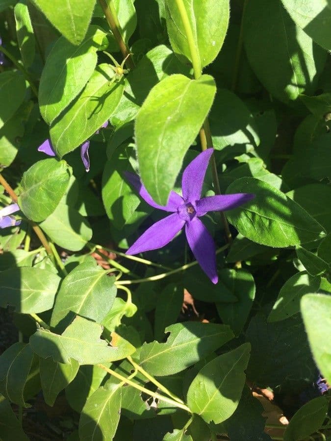 Pervinca erbacea 13