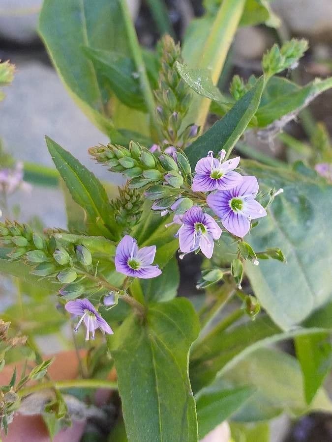 Veronica acquatica 8
