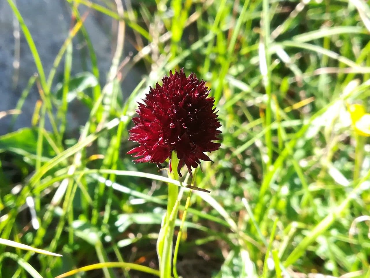 Schwarzes Kohlröschen 8
