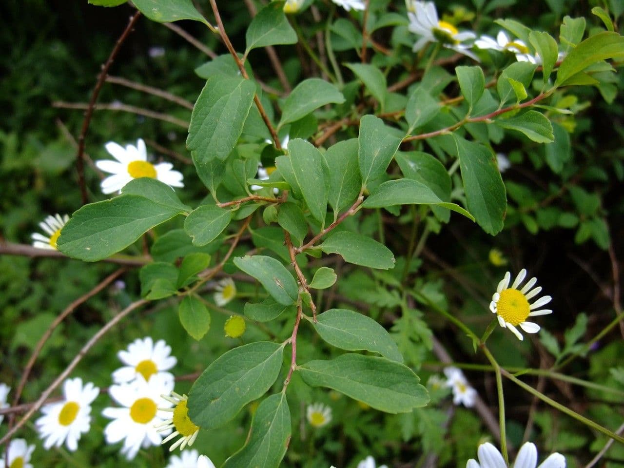 Spiraea de Blume 3