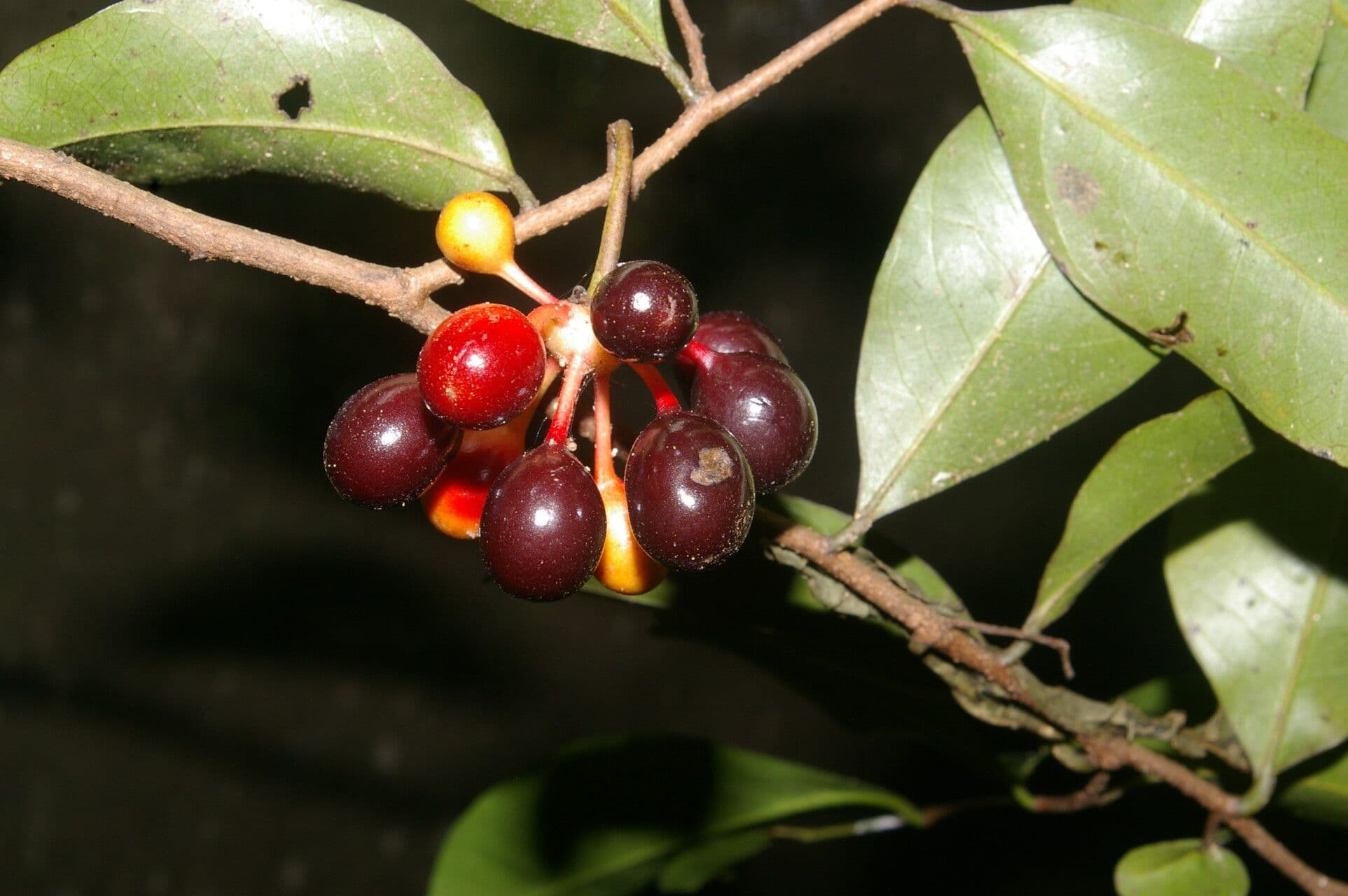 Desmopsis 4