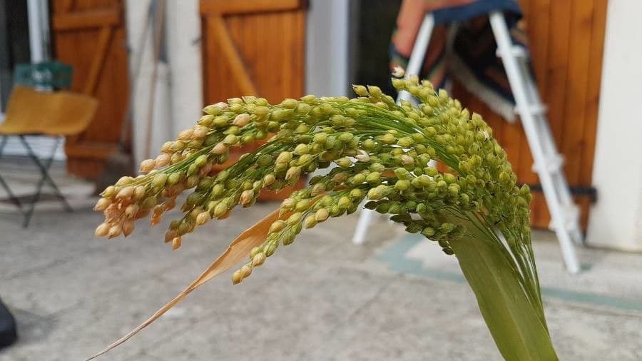 Miglio 7