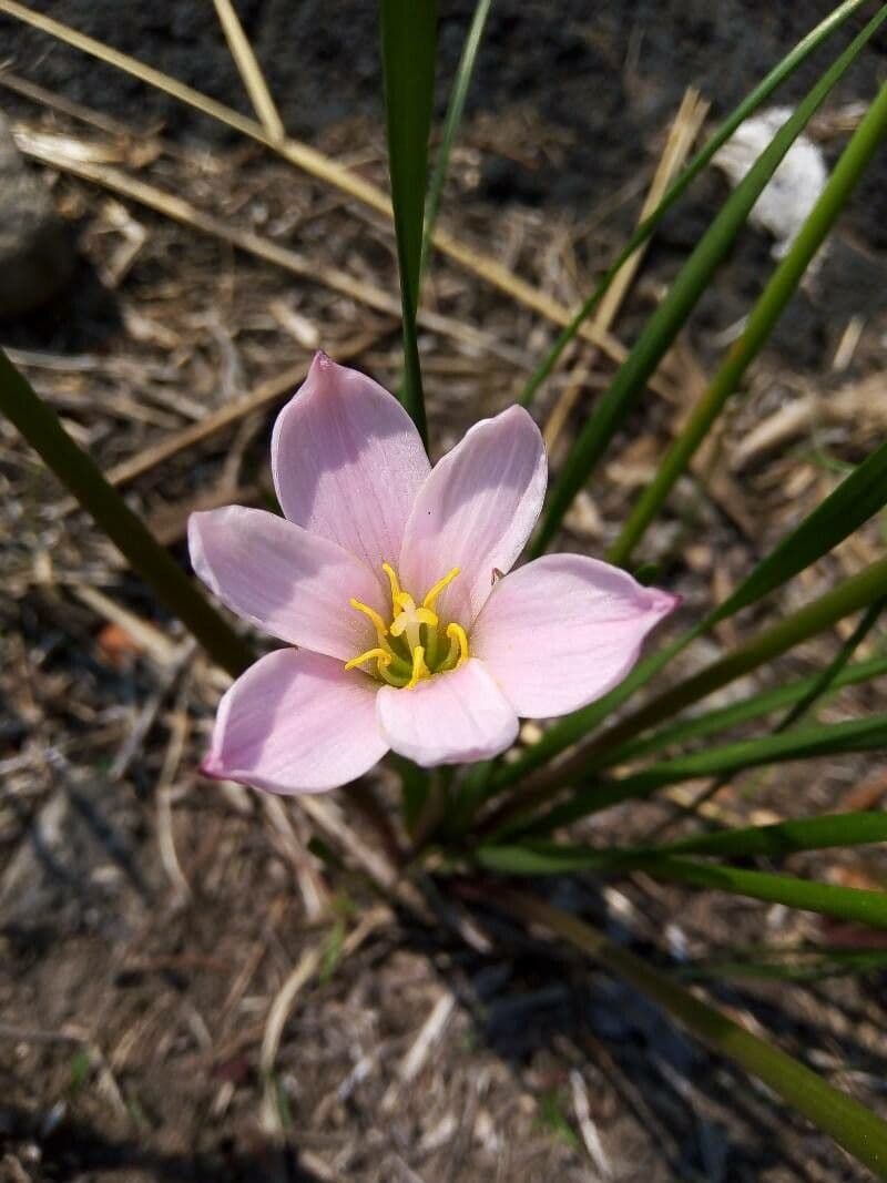 Zephyranthes 2