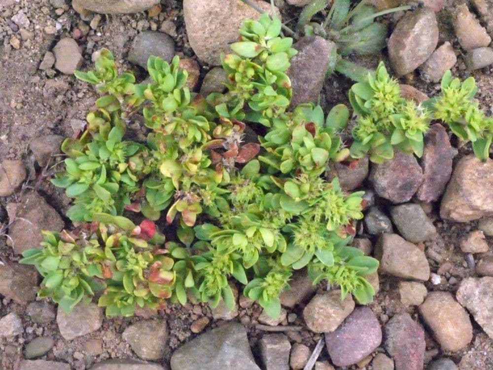 Paronichia spinosa 7