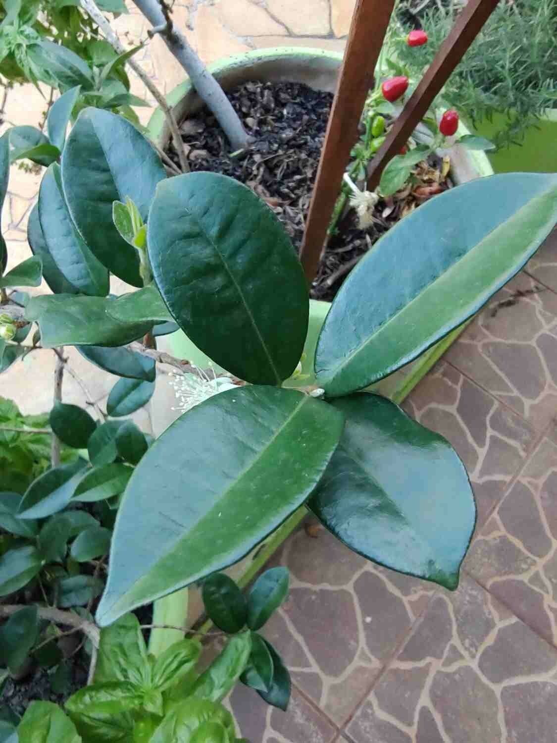 Jaboticaba 9