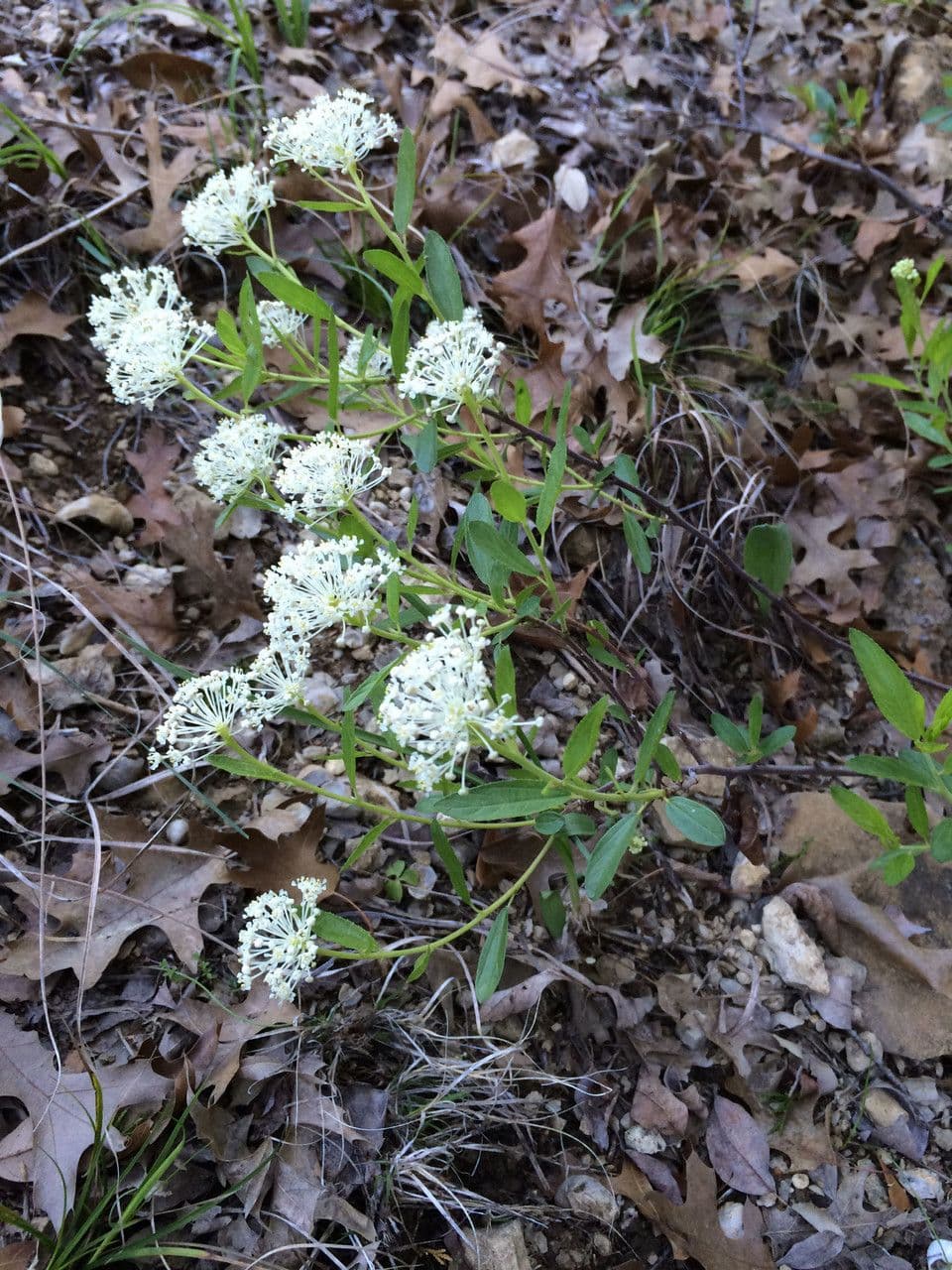 Ceanothus bylinný 3
