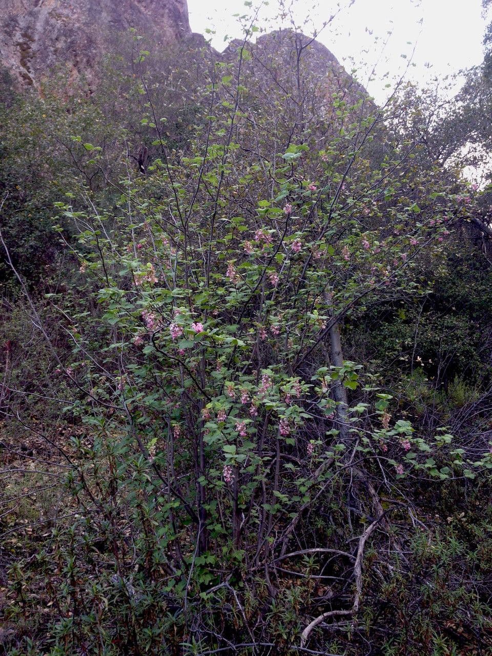 Ribes malvaceo 10