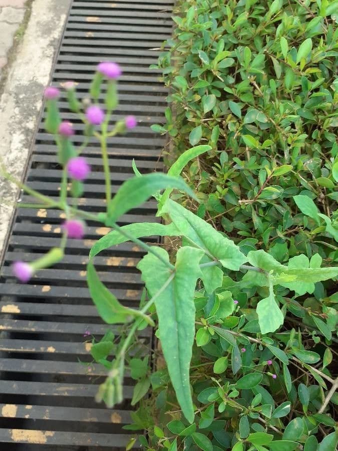 Emilia sonchifolia 17