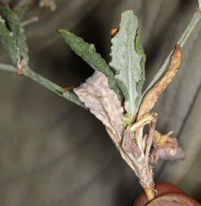 Anglestem buckwheat 12