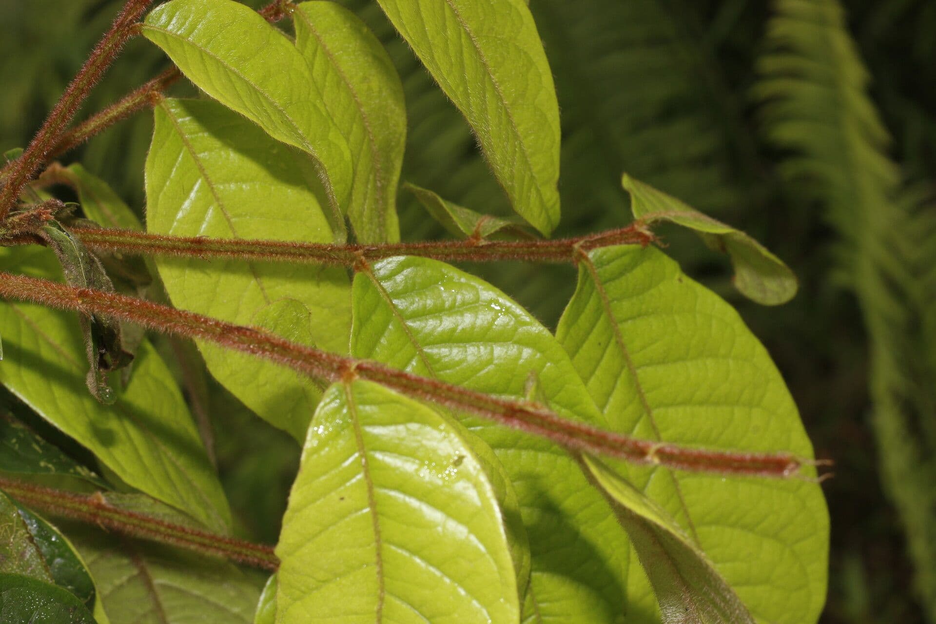 Hirtella 8