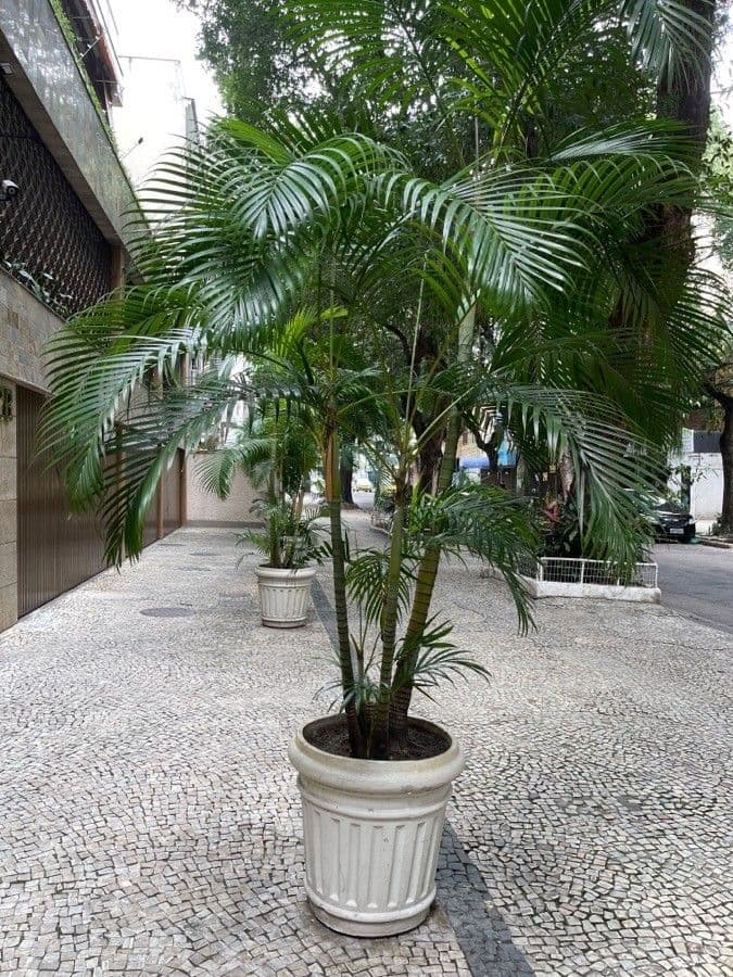 Areca dorée 15